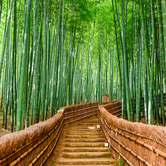 EFL Japan, TESOL Japan, Japan ESL, Living in Japan, get TEFL certified in Japan