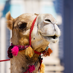 EFL UAE, TESOL UAE, UAE ESL, Living in UAE, get TEFL certified in UAE