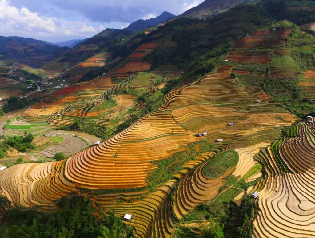 Rice paddies in Vietnam 